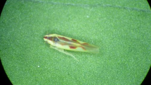 Zygina angusta